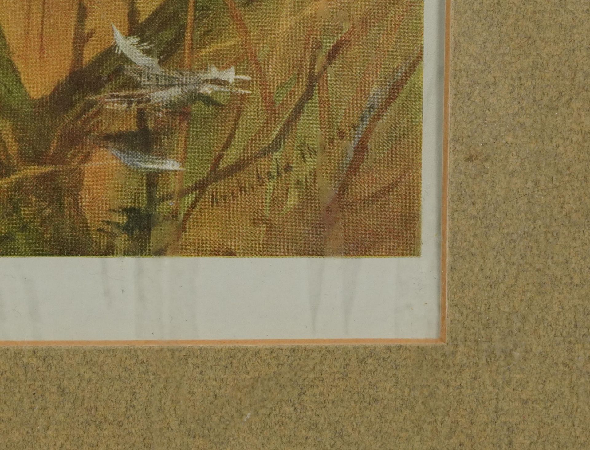 Archibald Thorburn - Honey Buzzard and Montague Harrier, pair of pencil signed prints in colour, - Bild 10 aus 12