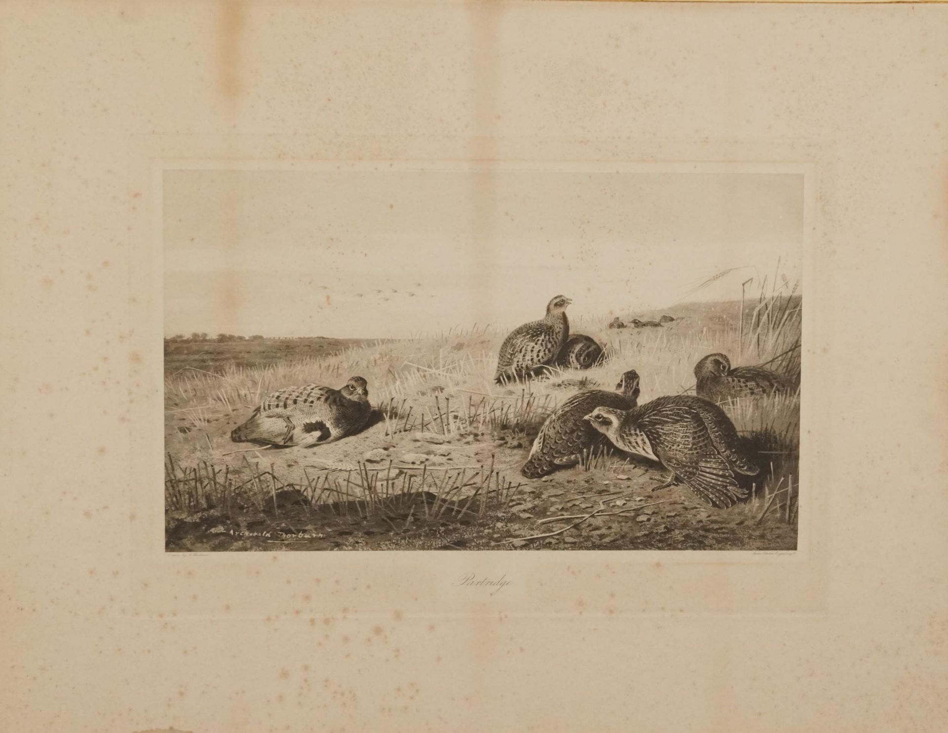 Archibald Thorburn - Birds and ducks before landscapes, six pencil signed prints in colour, three - Bild 16 aus 26