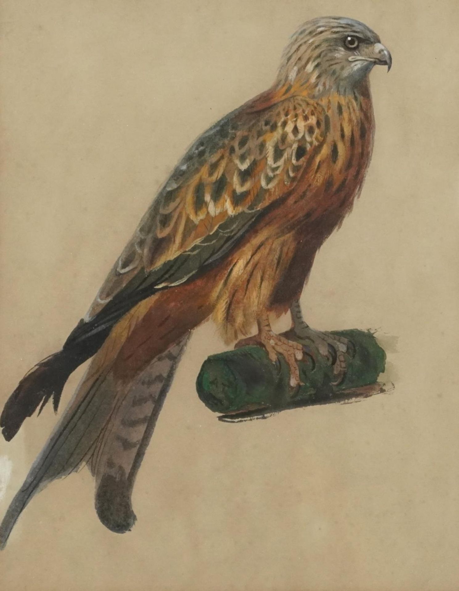 After Archibald Thorburn - Red kite on a log, heightened watercolour signed with initials, Mealands,