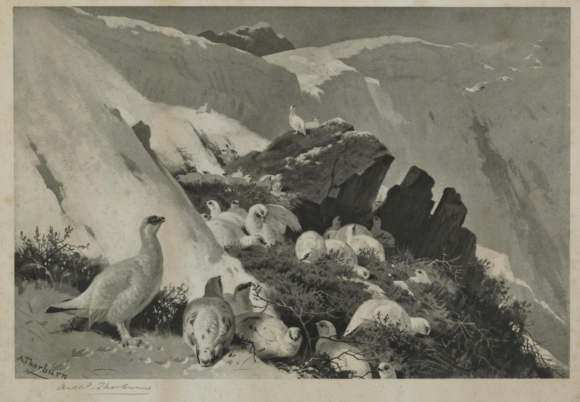 Archibald Thorburn - Birds and ducks before landscapes, six pencil signed prints in colour, three - Bild 19 aus 26