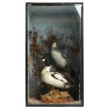 Pair of early 20th century Tufted ducks, Aythya Fuligula housed in an ebonised display case with