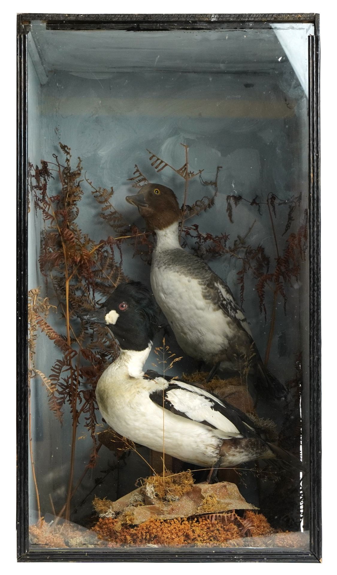 Pair of early 20th century Tufted ducks, Aythya Fuligula housed in an ebonised display case with