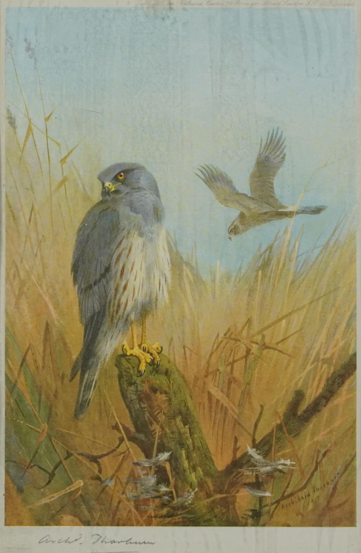 Archibald Thorburn - Honey Buzzard and Montague Harrier, pair of pencil signed prints in colour, - Bild 7 aus 12