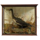 Early 20th century taxidermy cormorant housed in a display case with naturalistic setting, 72cm H