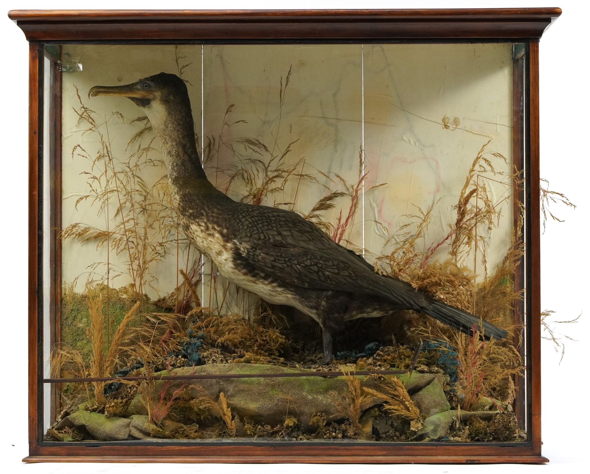 Early 20th century taxidermy cormorant housed in a display case with naturalistic setting, 72cm H