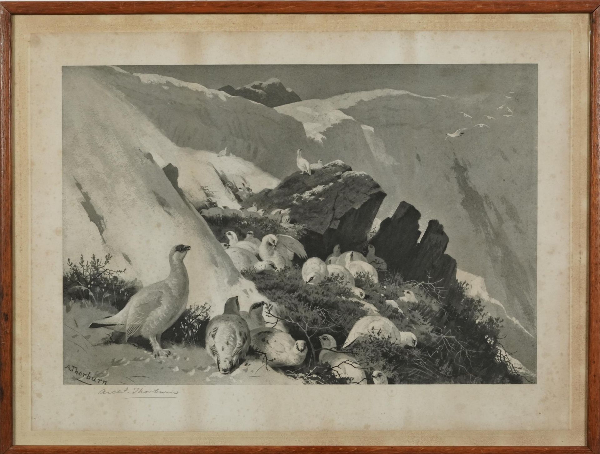 Archibald Thorburn - Birds and ducks before landscapes, six pencil signed prints in colour, three - Bild 20 aus 26