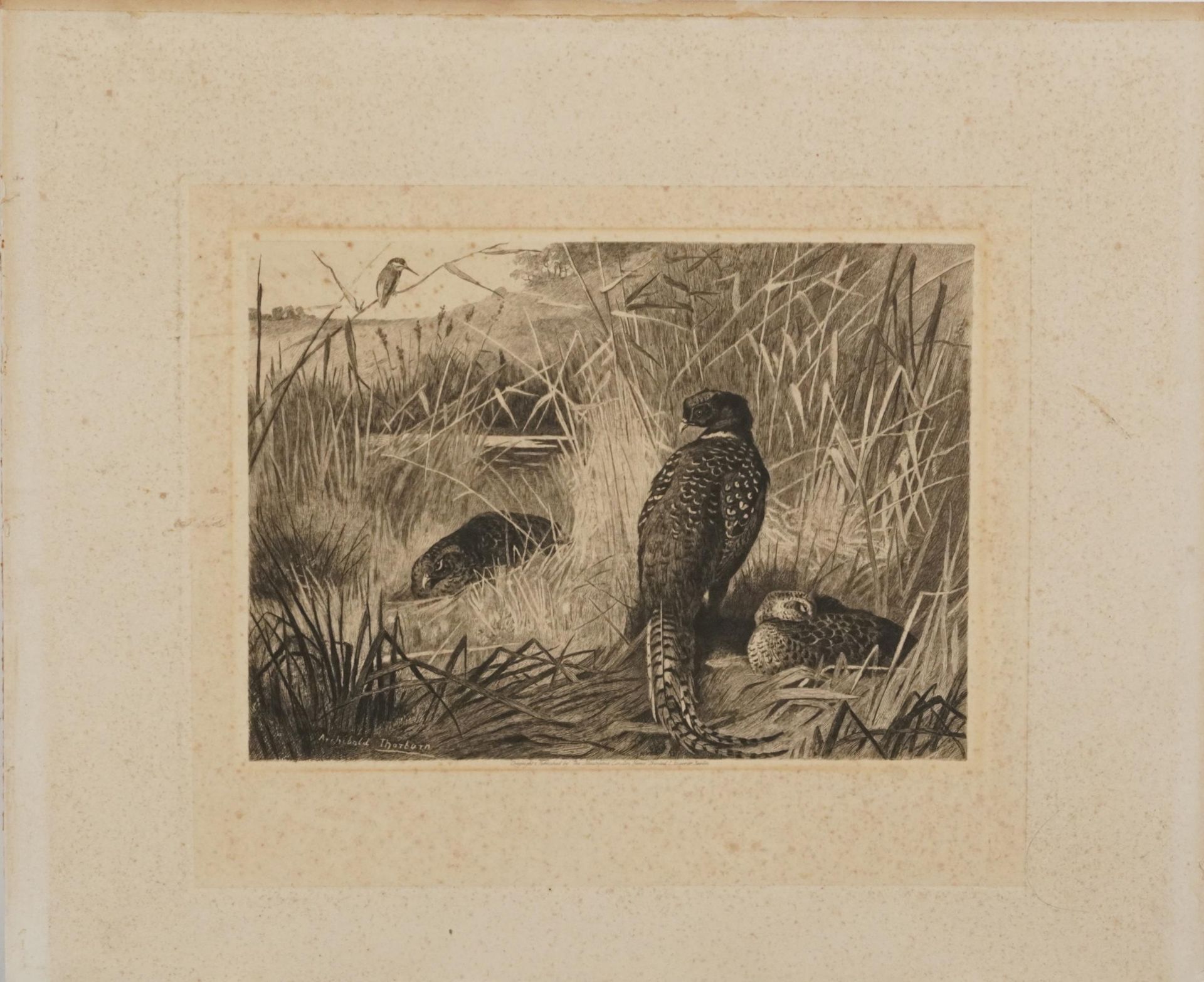 Archibald Thorburn - Birds and ducks before landscapes, six pencil signed prints in colour, three - Bild 24 aus 26