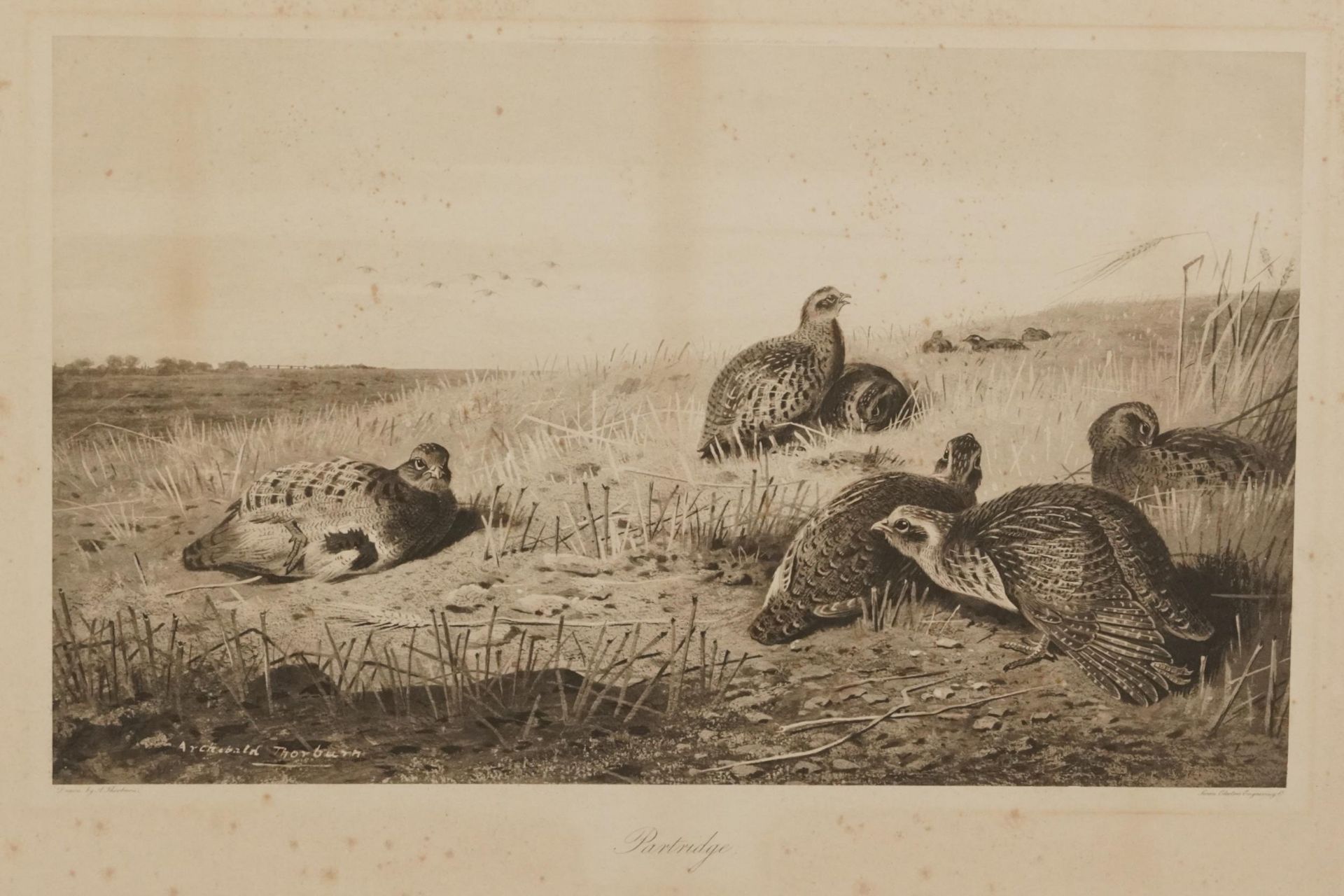 Archibald Thorburn - Birds and ducks before landscapes, six pencil signed prints in colour, three - Bild 15 aus 26