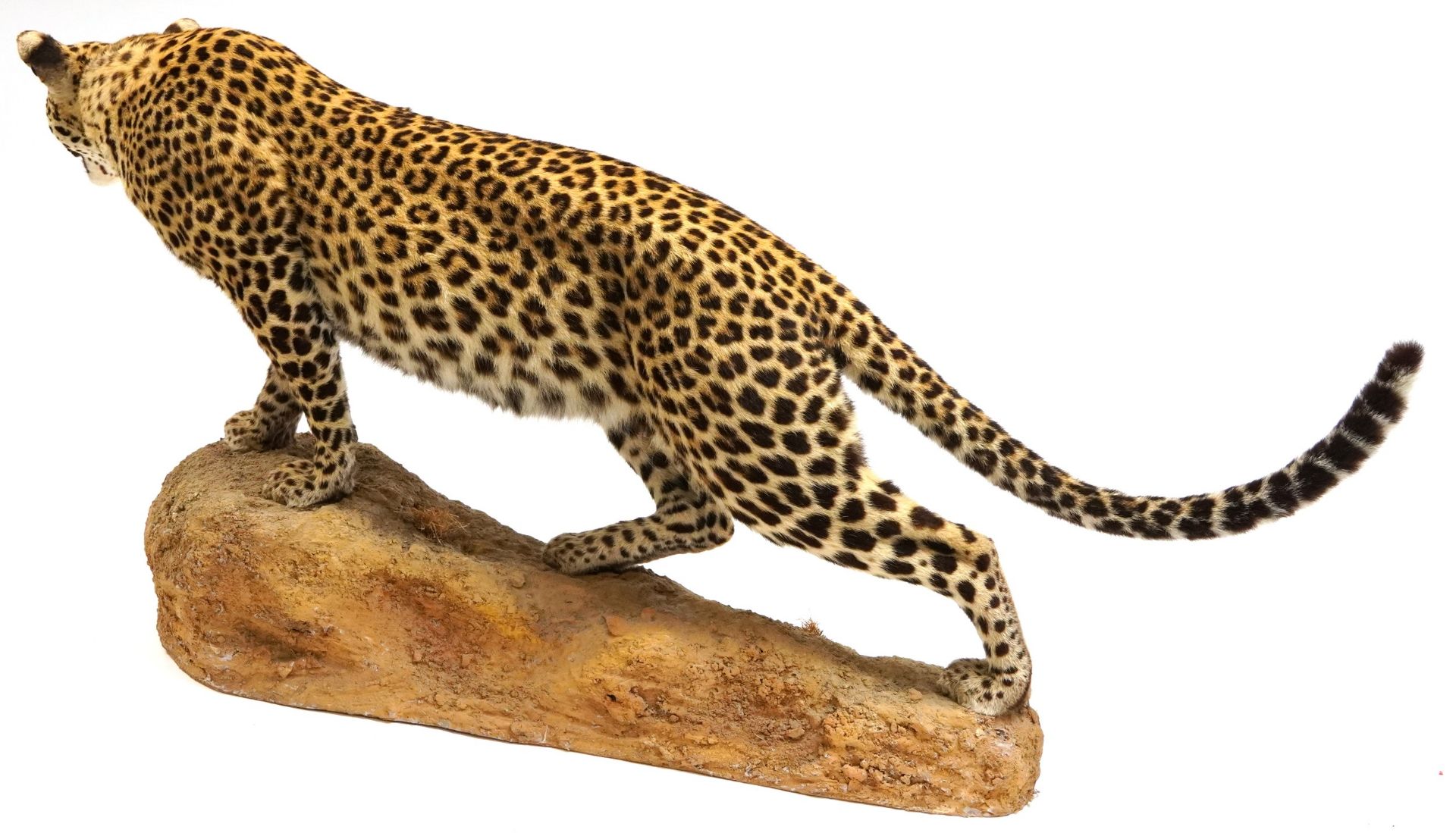 WITHDRAWN pending documentation Taxidermy interest full size leopard, 160cm in length - Bild 2 aus 2