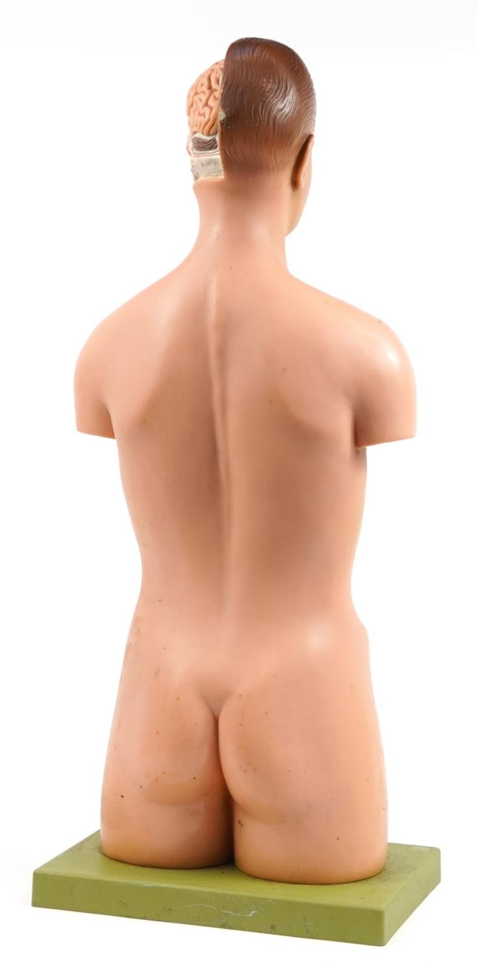 Somso, West German medical interest human anatomy model, 92cm high - Image 5 of 5