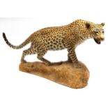 WITHDRAWN pending documentation Taxidermy interest full size leopard, 160cm in length