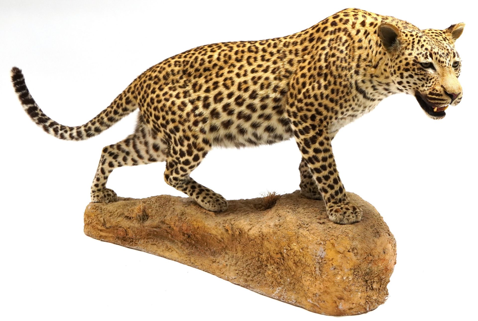 WITHDRAWN pending documentation Taxidermy interest full size leopard, 160cm in length