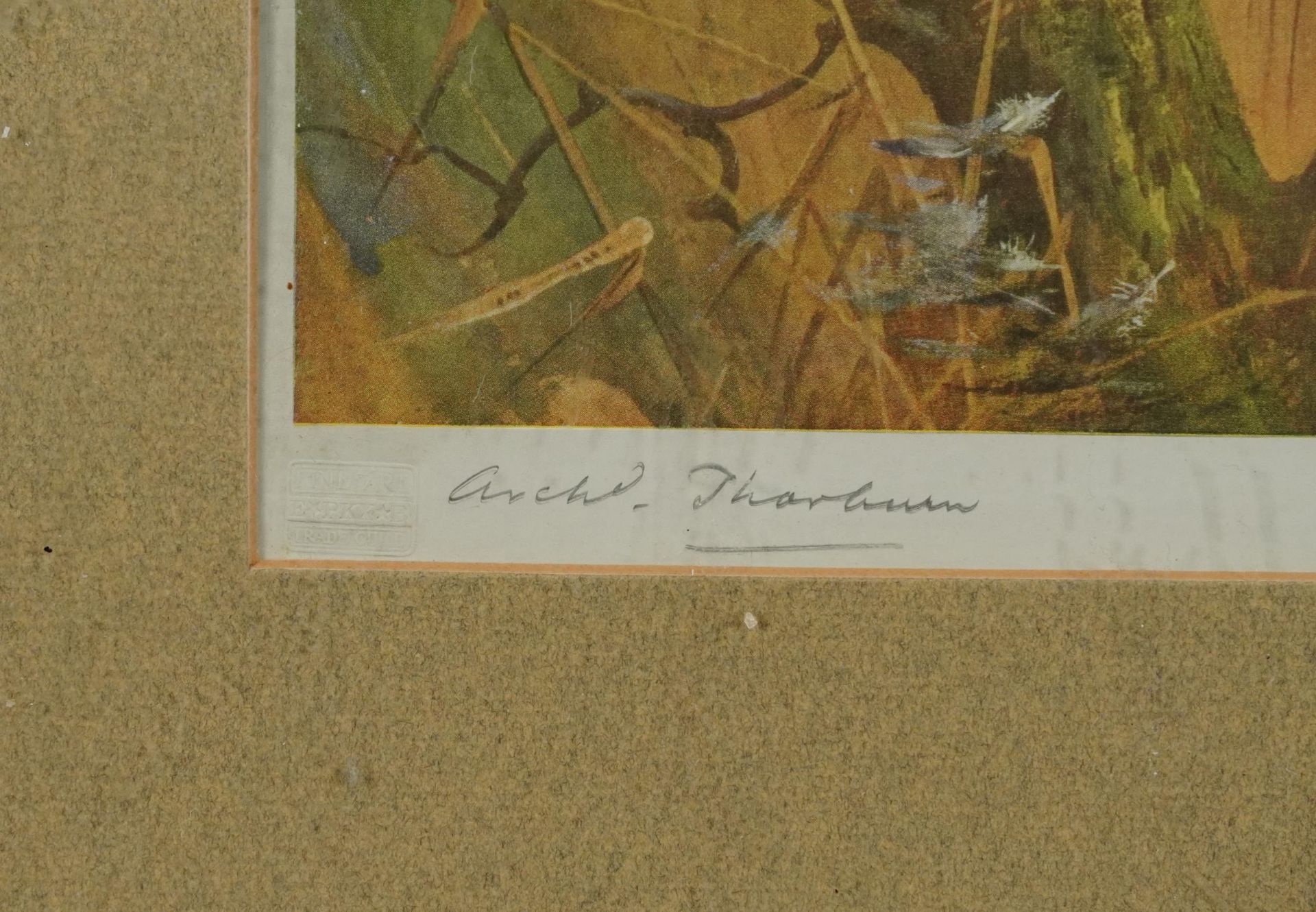 Archibald Thorburn - Honey Buzzard and Montague Harrier, pair of pencil signed prints in colour, - Image 9 of 12