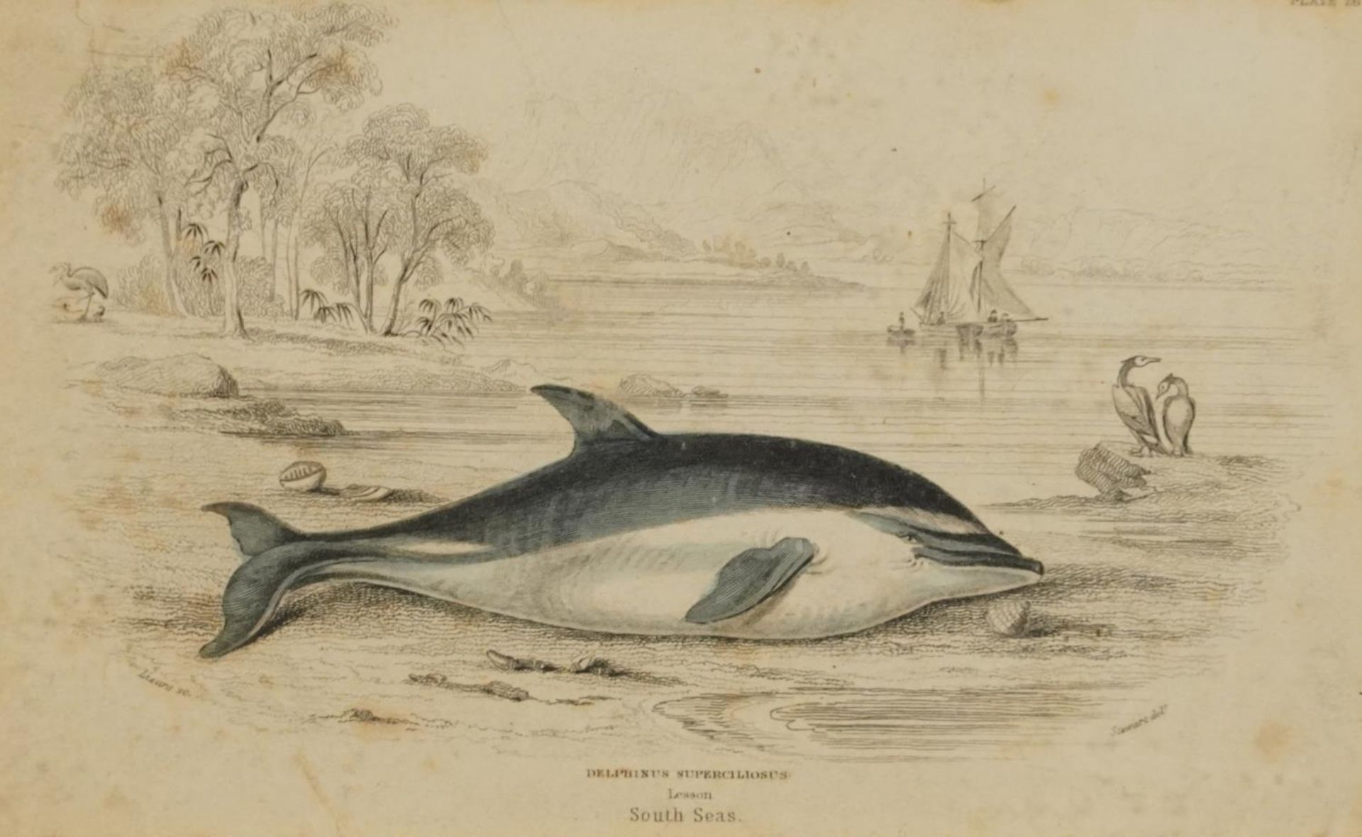 Sharks, dolphins, insects and fish, set of thirteen 19th century prints in colour, including some - Image 9 of 43