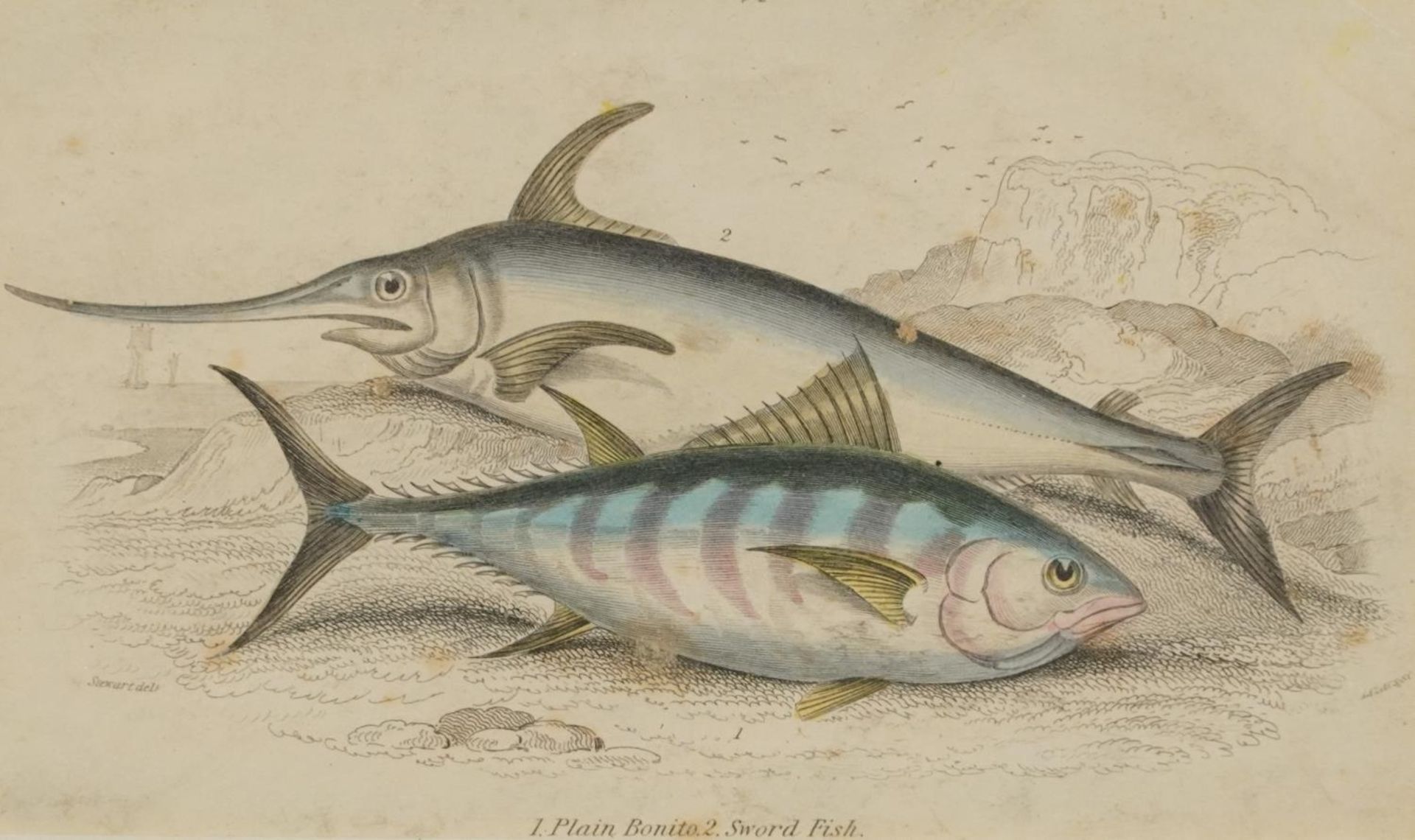 Sharks, dolphins, insects and fish, set of thirteen 19th century prints in colour, including some - Image 27 of 43