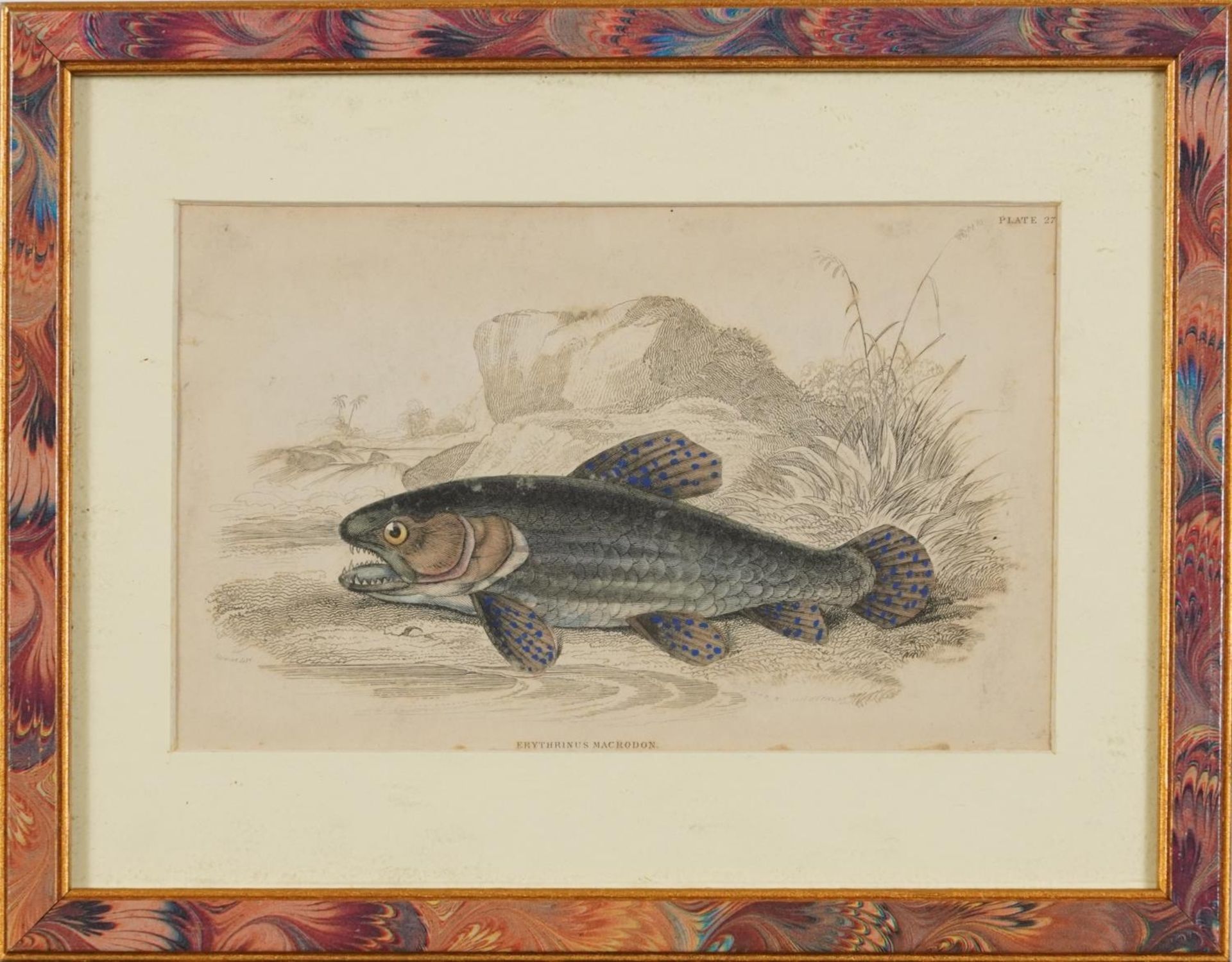 Sharks, dolphins, insects and fish, set of thirteen 19th century prints in colour, including some - Image 31 of 43