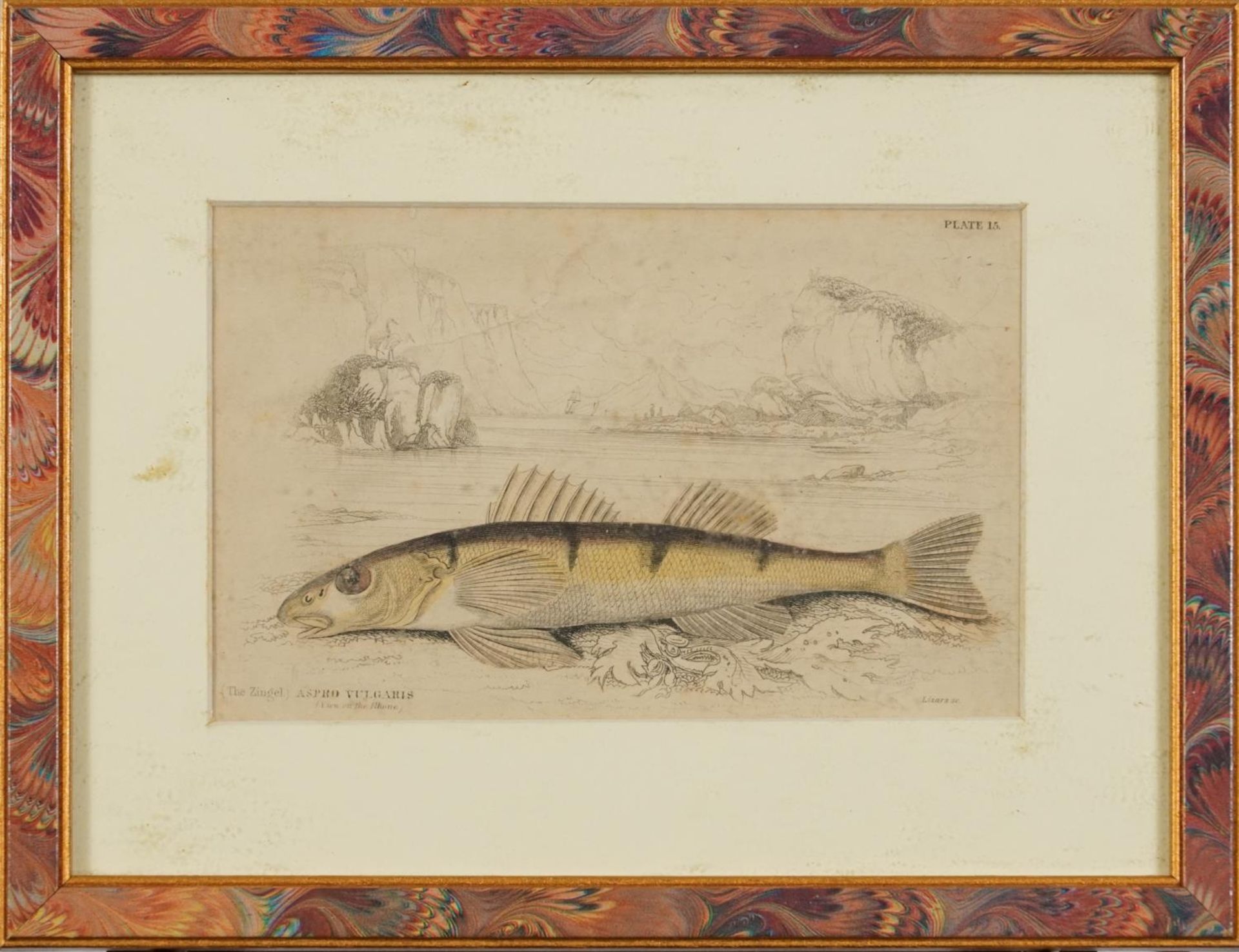 Sharks, dolphins, insects and fish, set of thirteen 19th century prints in colour, including some - Image 3 of 43