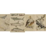 Sharks, dolphins, vultures and insects, four 19th century prints in colour, including one