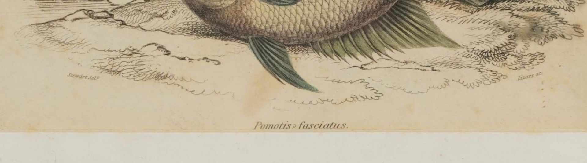 Sharks, dolphins, insects and fish, set of thirteen 19th century prints in colour, including some - Image 23 of 43
