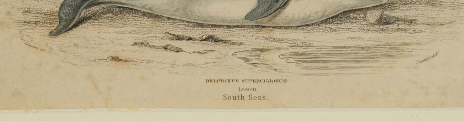 Sharks, dolphins, insects and fish, set of thirteen 19th century prints in colour, including some - Image 11 of 43