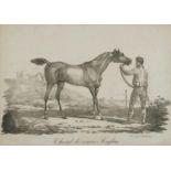 After Carle Vernet - Racing horse, 19th century lithographic print, printed by Godefroy Engelmann,