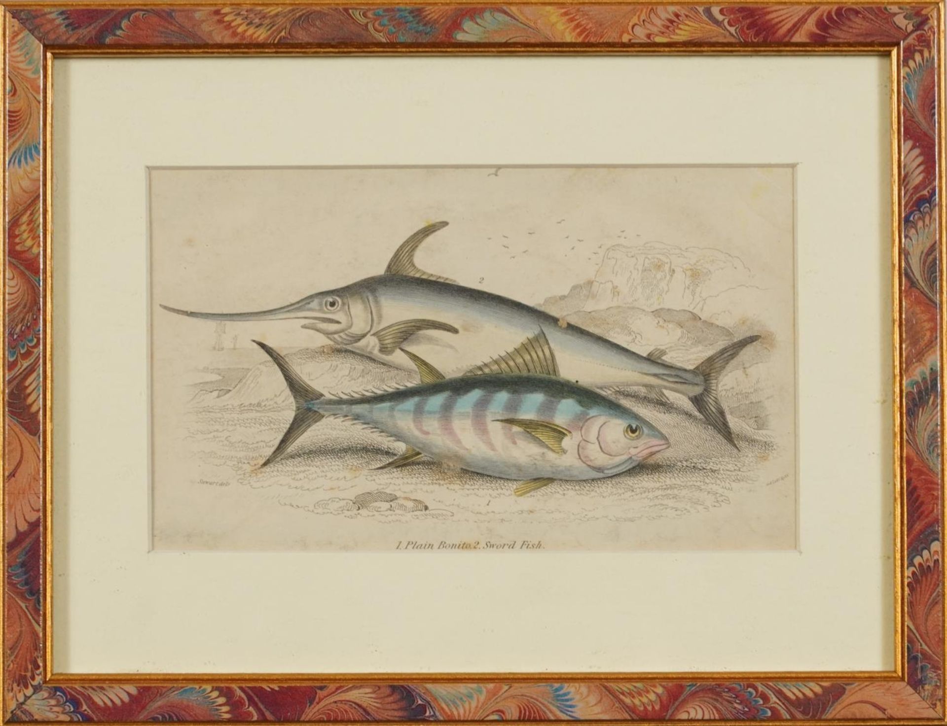 Sharks, dolphins, insects and fish, set of thirteen 19th century prints in colour, including some - Image 28 of 43