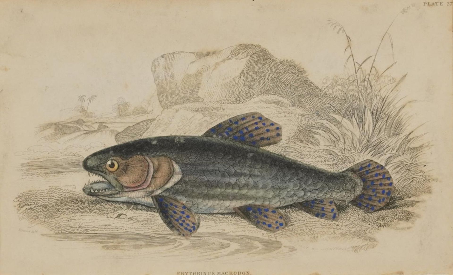 Sharks, dolphins, insects and fish, set of thirteen 19th century prints in colour, including some - Image 30 of 43