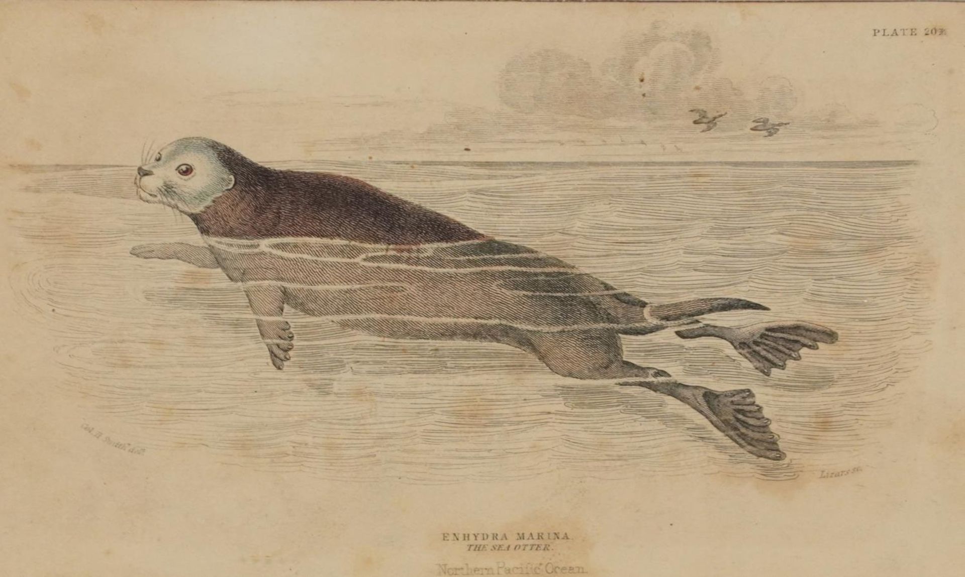 Sharks, dolphins, insects and fish, set of thirteen 19th century prints in colour, including some - Image 24 of 43