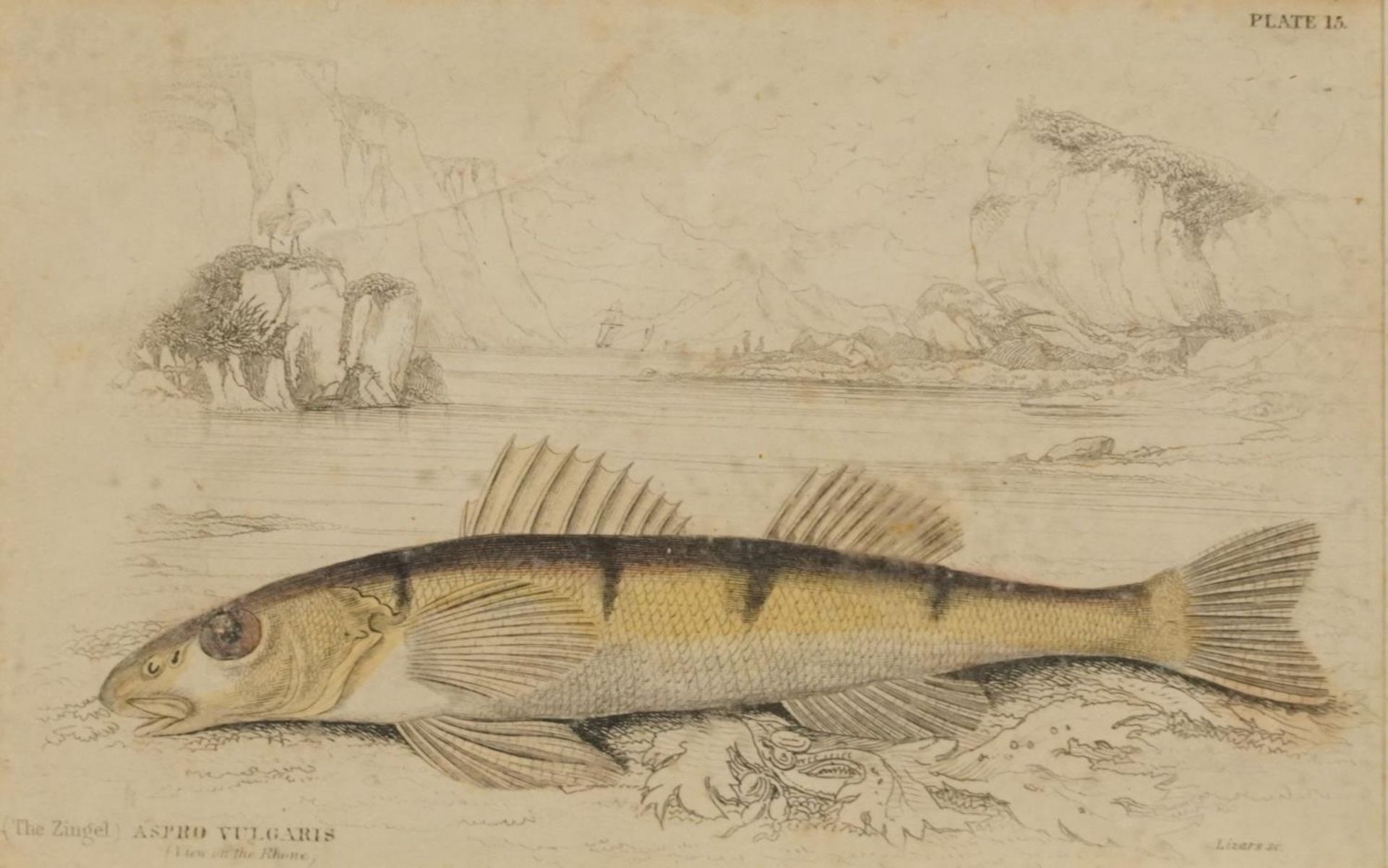 Sharks, dolphins, insects and fish, set of thirteen 19th century prints in colour, including some - Image 2 of 43