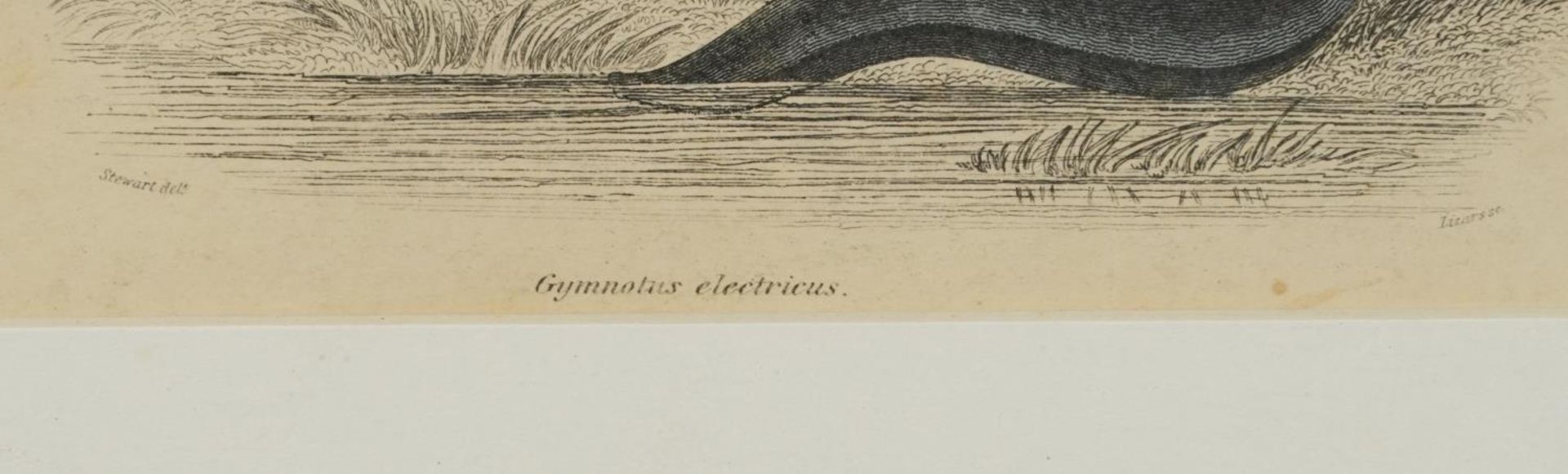 Sharks, dolphins, insects and fish, set of thirteen 19th century prints in colour, including some - Image 20 of 43