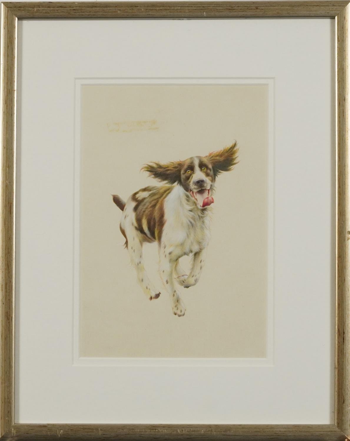 Springer Spaniel running, heightened watercolour, mounted, framed and glazed, 24cm x 16cm - Image 2 of 3