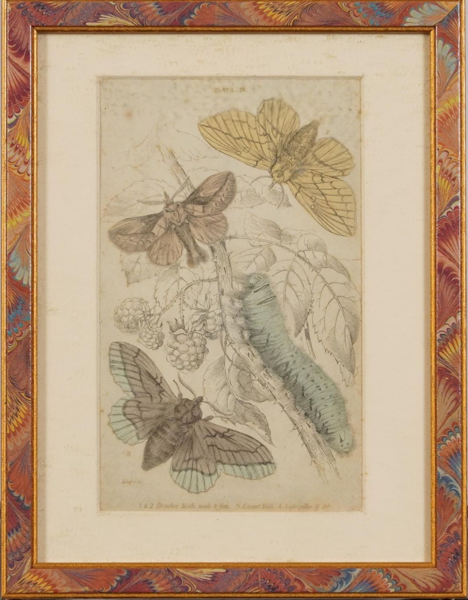 Sharks, dolphins, insects and fish, set of thirteen 19th century prints in colour, including some - Image 38 of 43