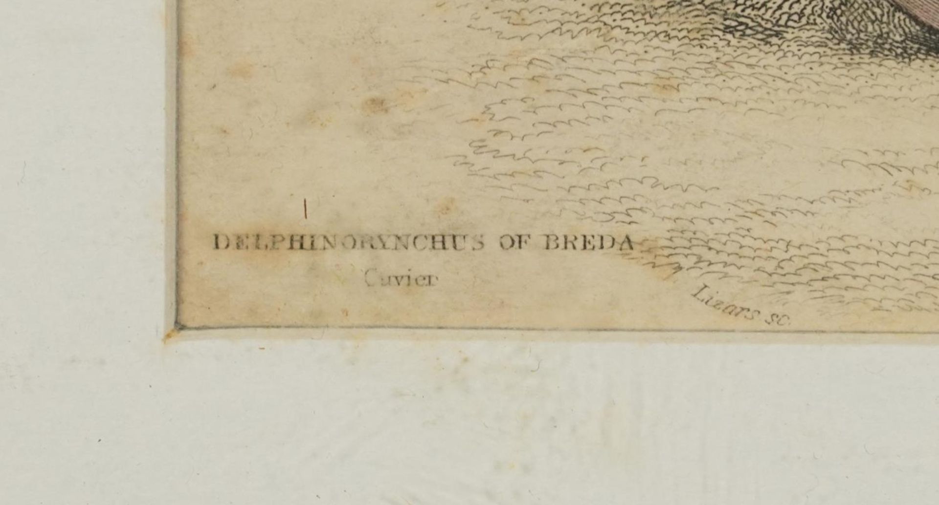 Sharks, dolphins, insects and fish, set of thirteen 19th century prints in colour, including some - Image 35 of 43