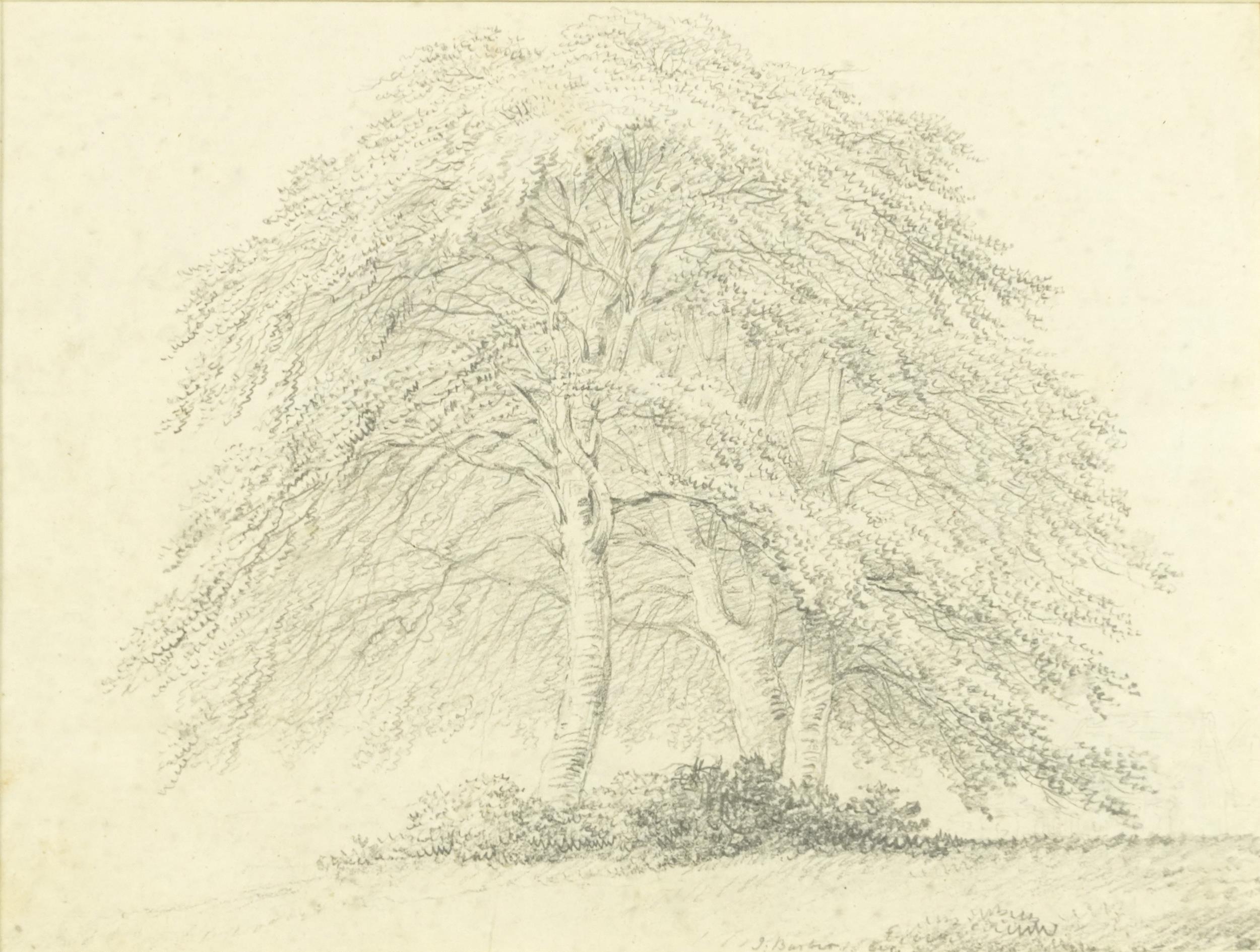 Joseph Barber - Study of trees, 19th century pencil sketch, inscribed Joseph Barber verso,