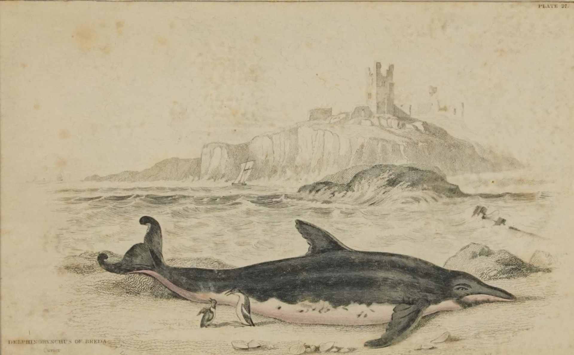 Sharks, dolphins, insects and fish, set of thirteen 19th century prints in colour, including some - Image 33 of 43