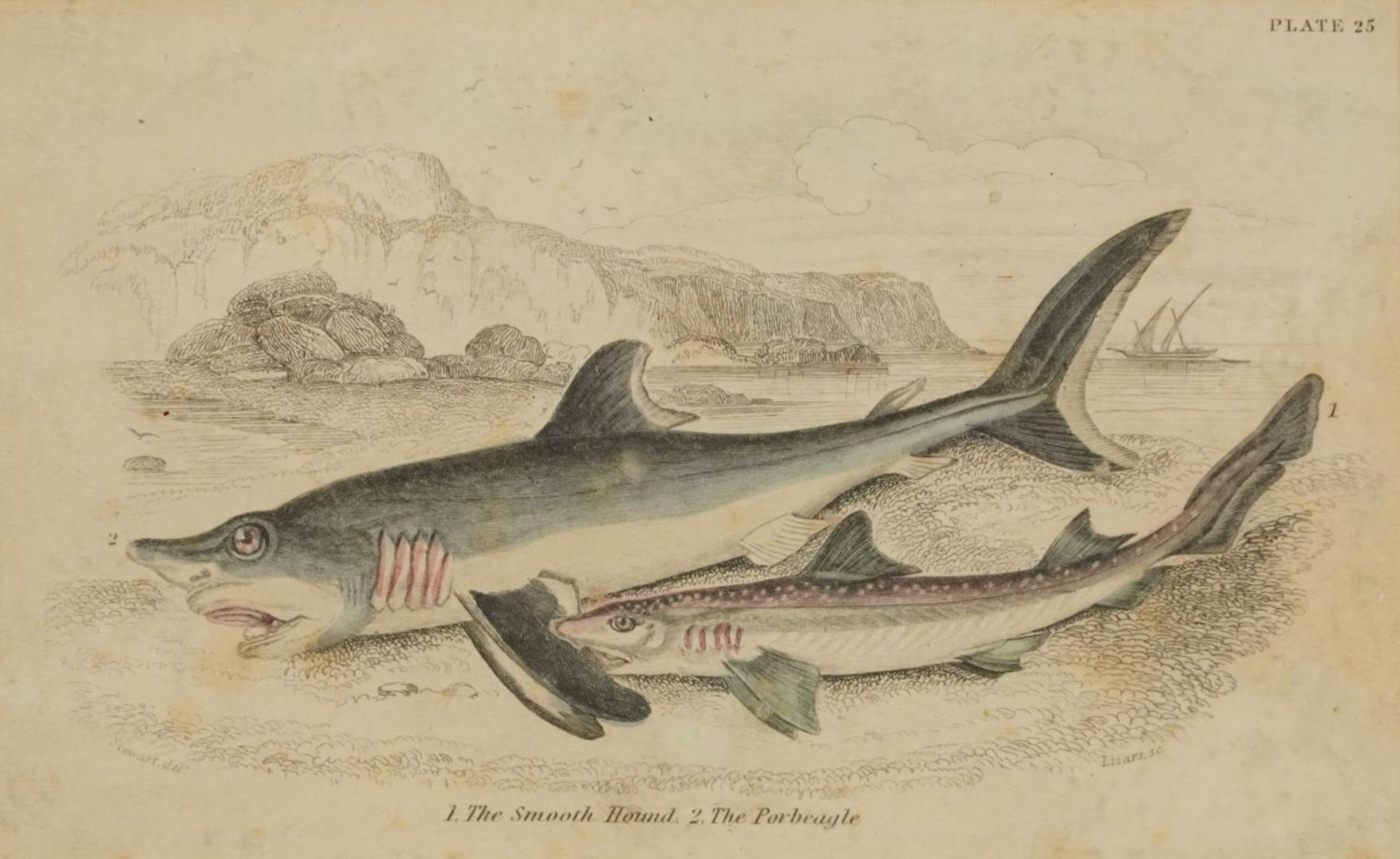 Sharks, dolphins, insects and fish, set of thirteen 19th century prints in colour, including some - Image 12 of 43