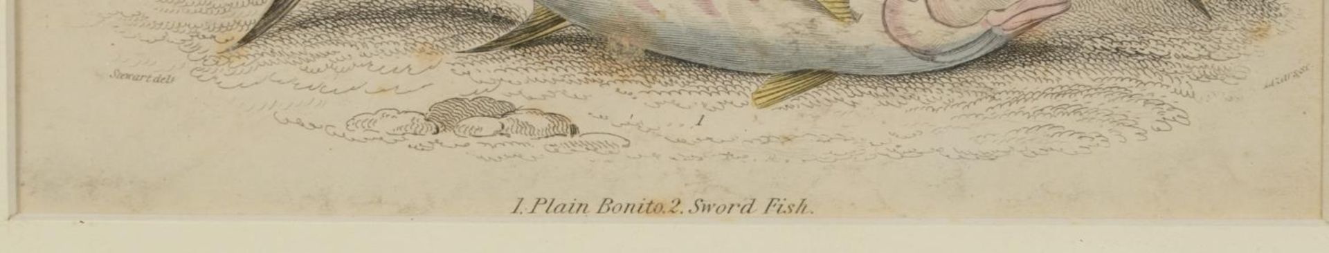 Sharks, dolphins, insects and fish, set of thirteen 19th century prints in colour, including some - Image 29 of 43