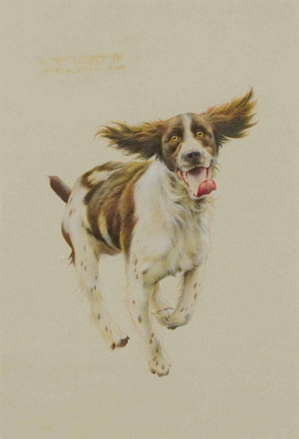 Springer Spaniel running, heightened watercolour, mounted, framed and glazed, 24cm x 16cm