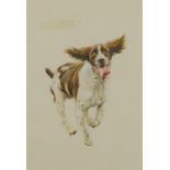 Springer Spaniel running, heightened watercolour, mounted, framed and glazed, 24cm x 16cm