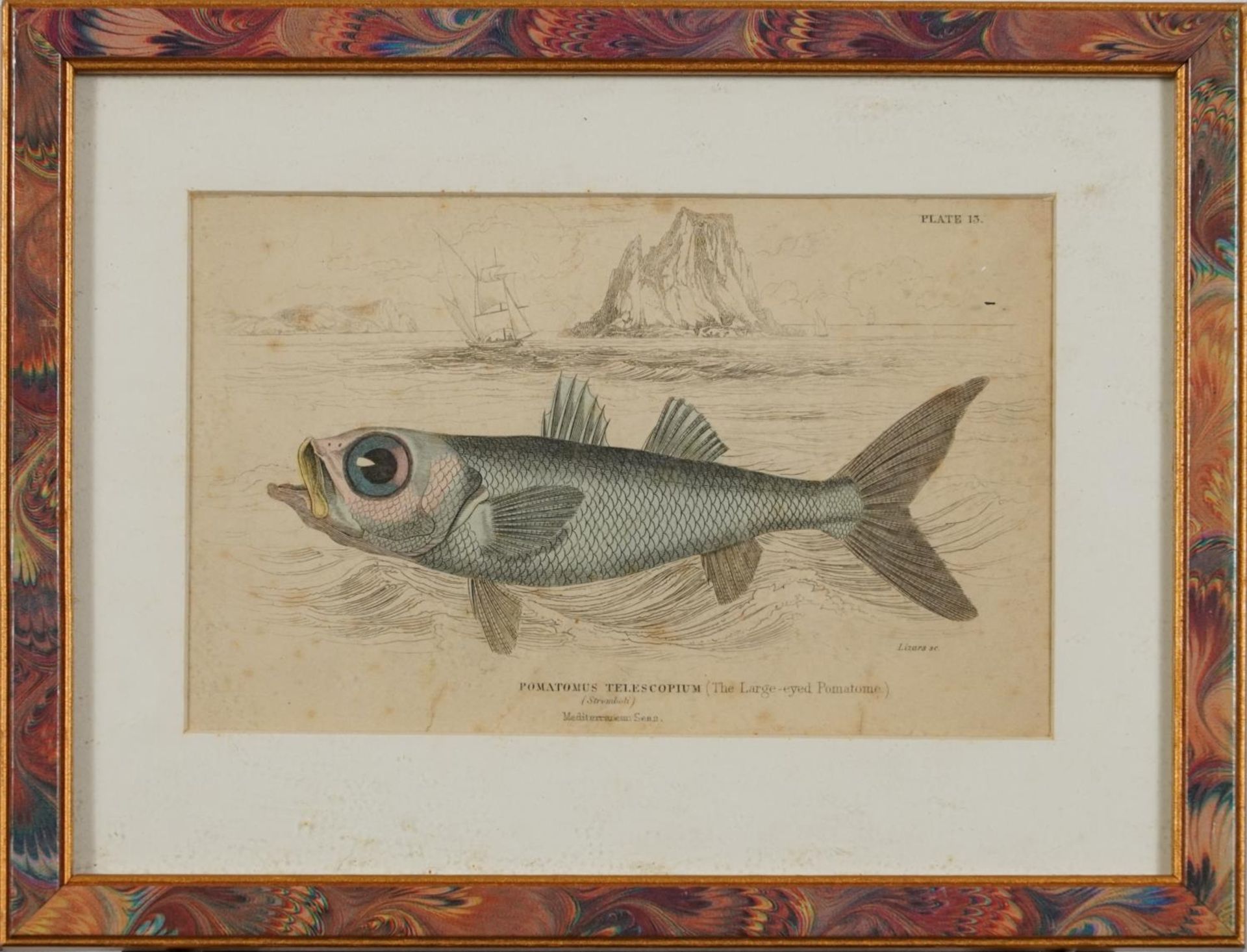 Sharks, dolphins, insects and fish, set of thirteen 19th century prints in colour, including some - Image 7 of 43