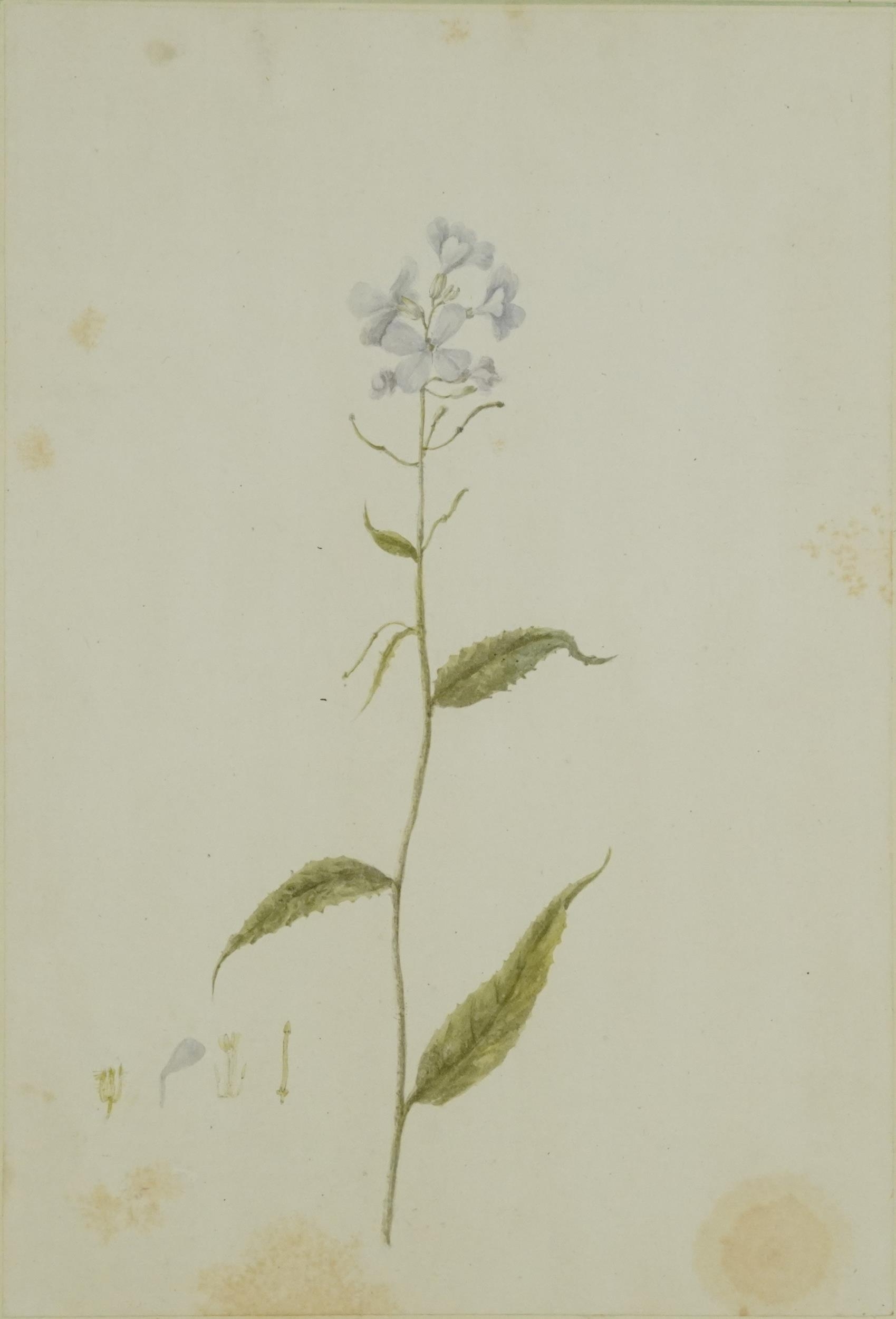 Louisa, Countess of Aylesford - Dame's Rocket Hesperis Matronalis, early 19th century botanical