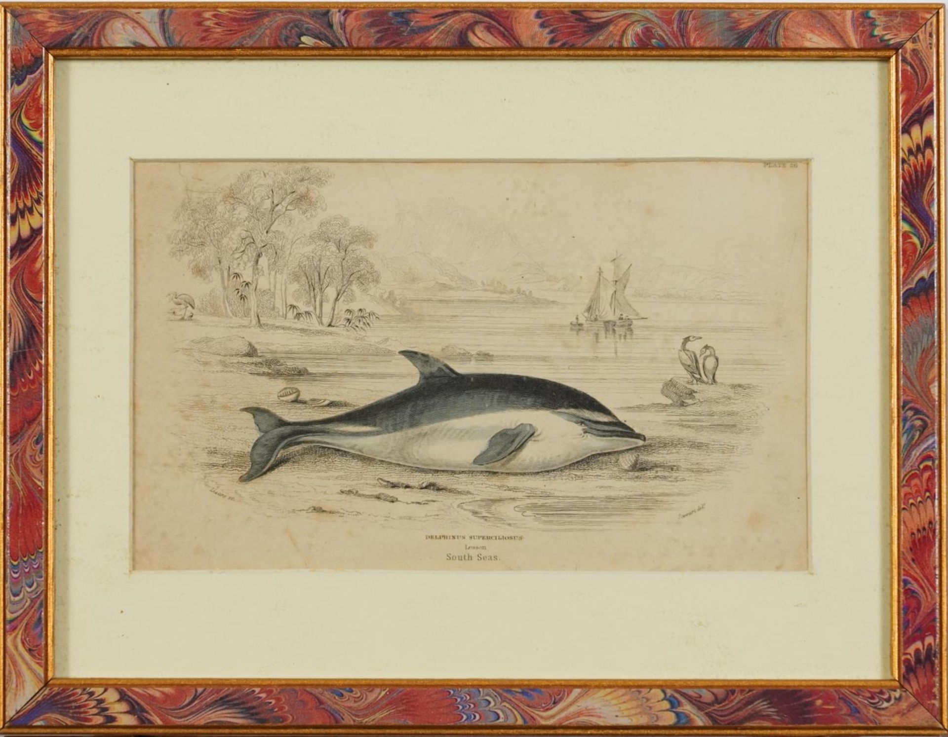 Sharks, dolphins, insects and fish, set of thirteen 19th century prints in colour, including some - Image 10 of 43