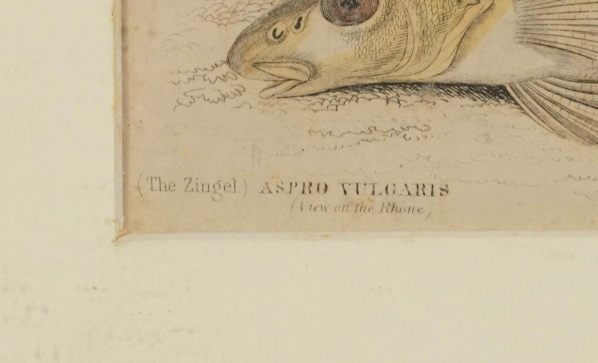 Sharks, dolphins, insects and fish, set of thirteen 19th century prints in colour, including some - Image 4 of 43