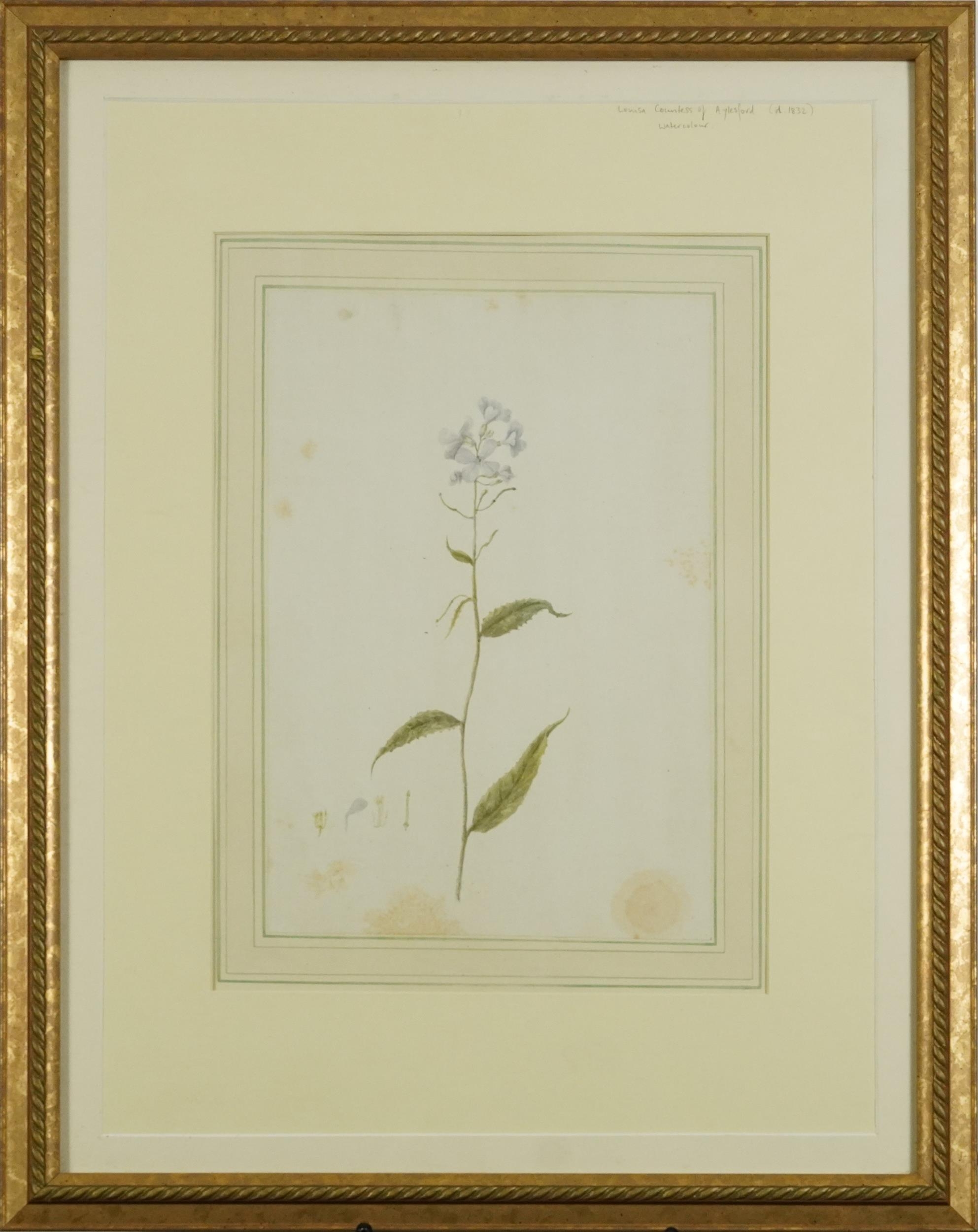 Louisa, Countess of Aylesford - Dame's Rocket Hesperis Matronalis, early 19th century botanical - Image 2 of 4