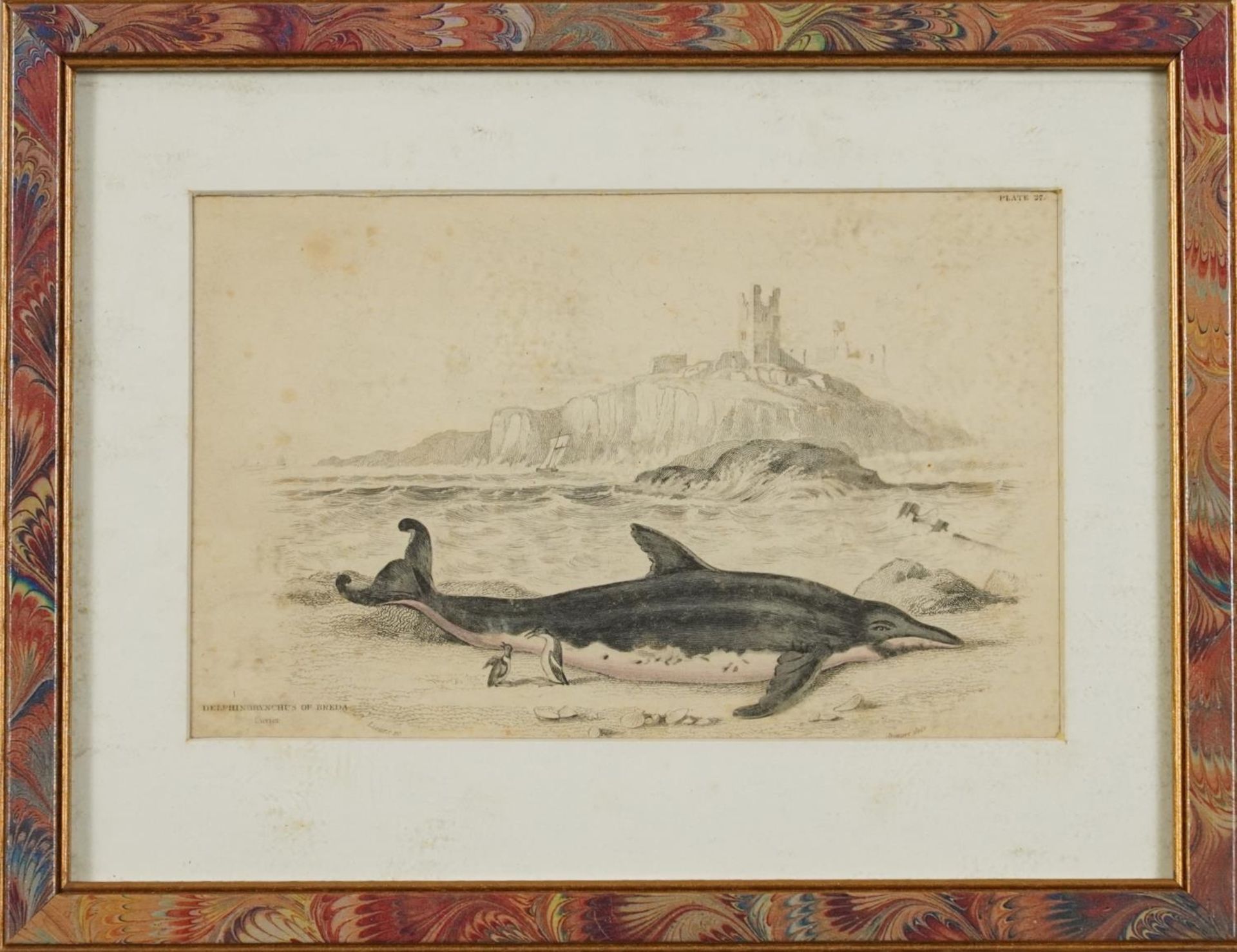 Sharks, dolphins, insects and fish, set of thirteen 19th century prints in colour, including some - Image 34 of 43