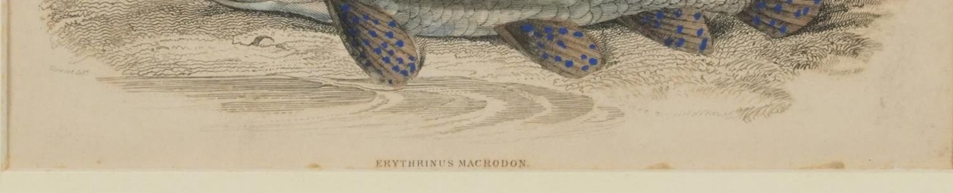 Sharks, dolphins, insects and fish, set of thirteen 19th century prints in colour, including some - Image 32 of 43