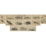 Sharks, dolphins, insects and fish, set of thirteen 19th century prints in colour, including some