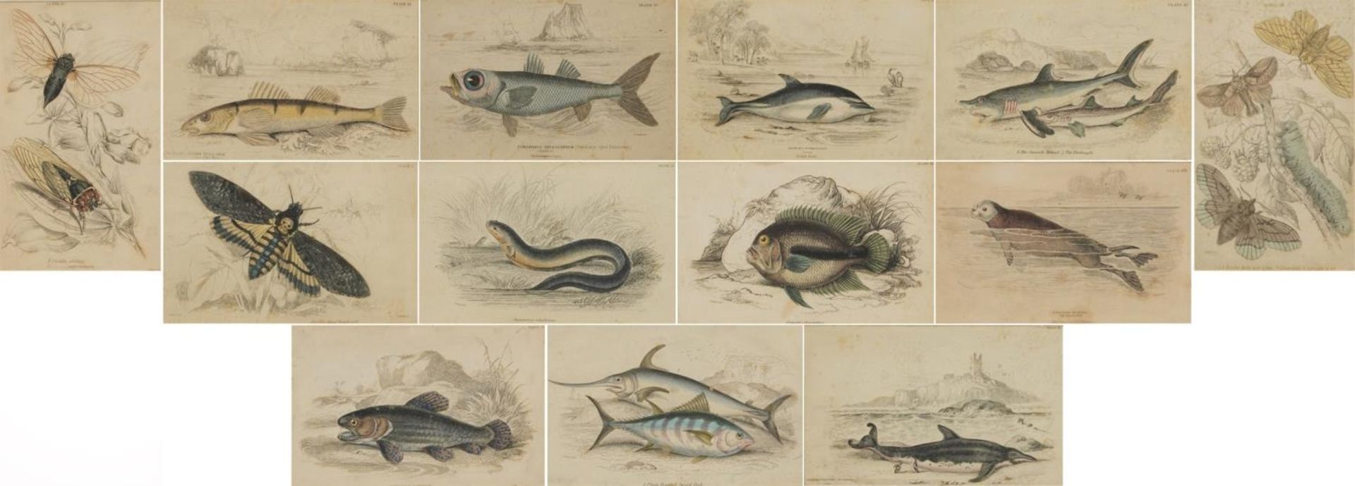 Sharks, dolphins, insects and fish, set of thirteen 19th century prints in colour, including some
