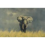 After David Shepherd - Wild Elephant, print in colour, Croydon Galleries label verso, mounted and