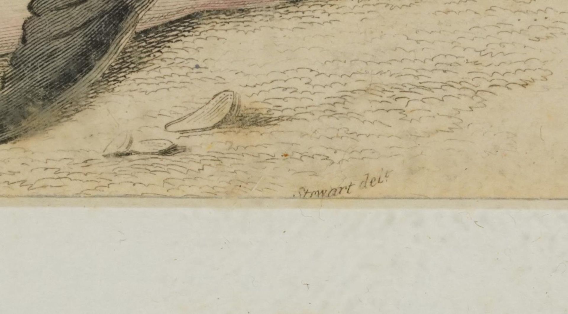 Sharks, dolphins, insects and fish, set of thirteen 19th century prints in colour, including some - Image 36 of 43